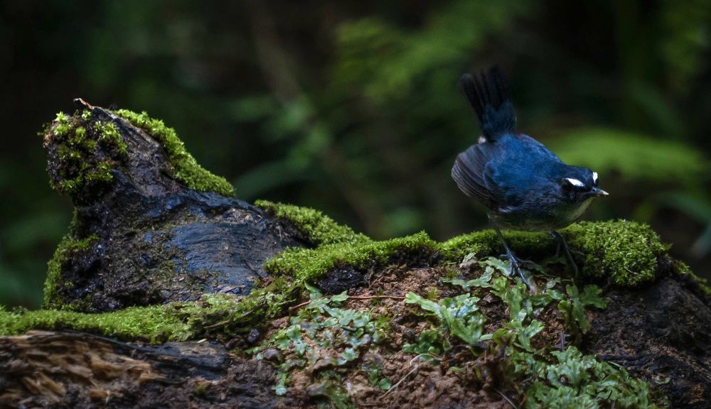 Photograph by Sin shing Lim