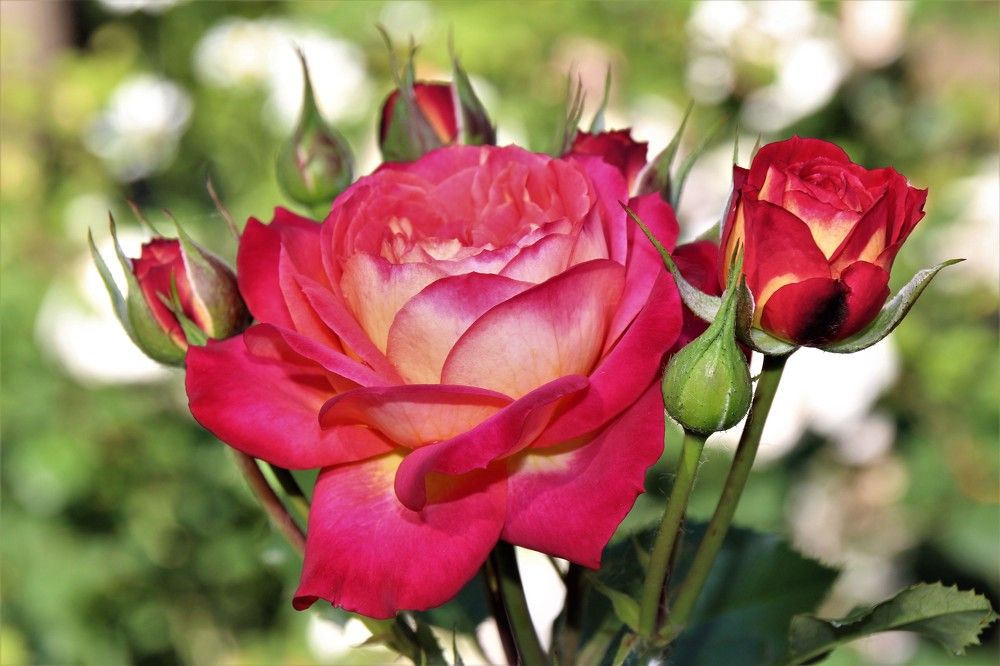 Photograph by Наталья Веряскина