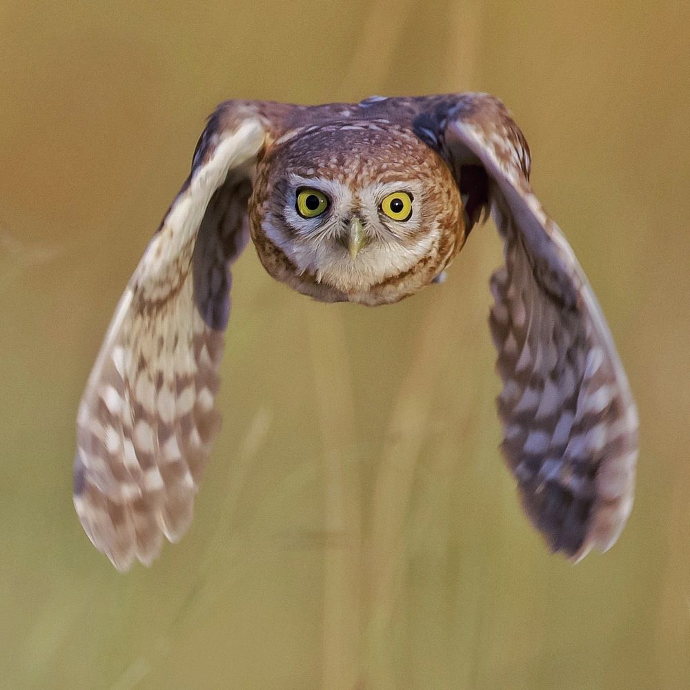 Фотография автора David Manusevich