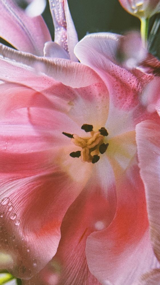 Photograph by Oxana Petlina