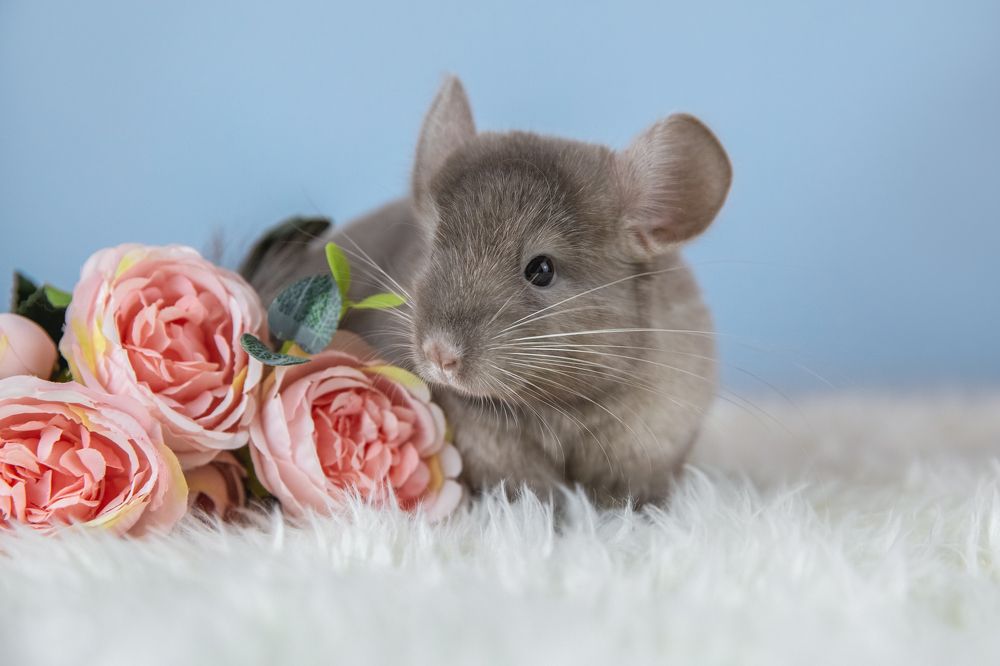 Photograph by Елена Вьюркова