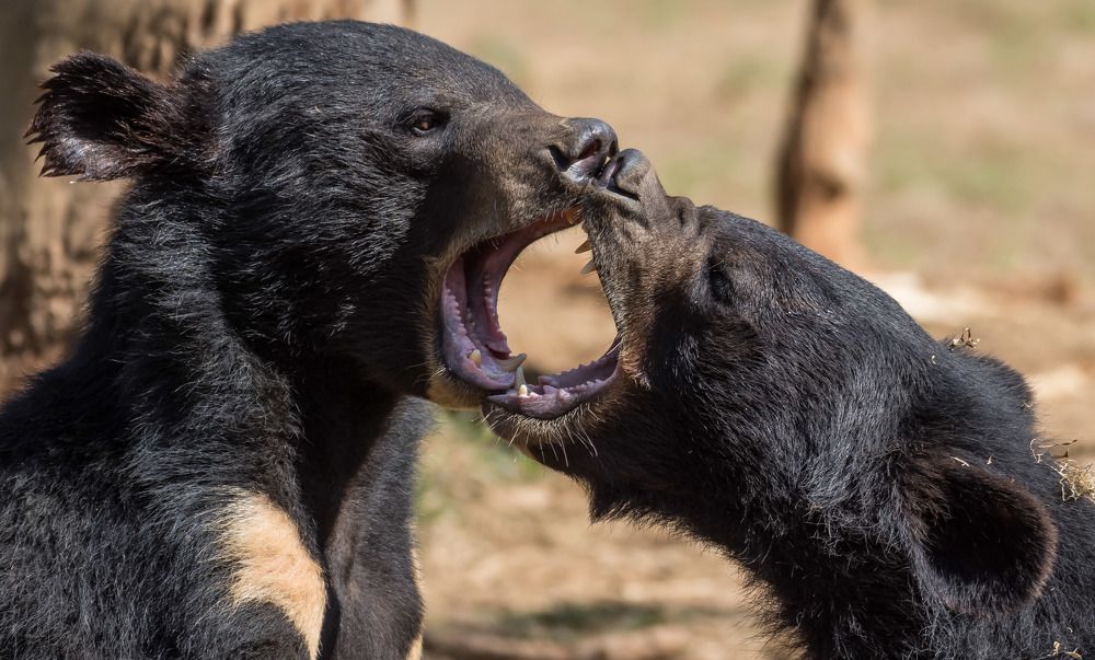 Photograph by Dipayan Debbarma