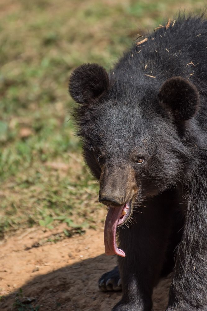 Фотография автора Dipayan Debbarma