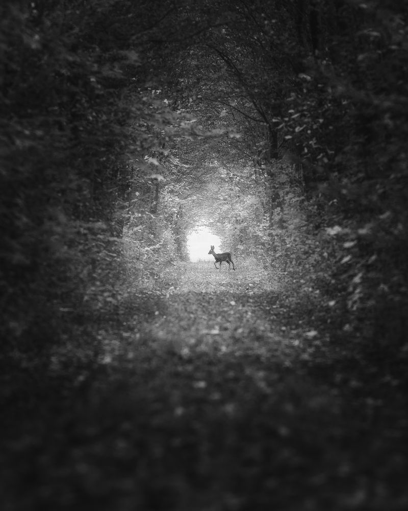 Photograph by Thomas de Franzoni