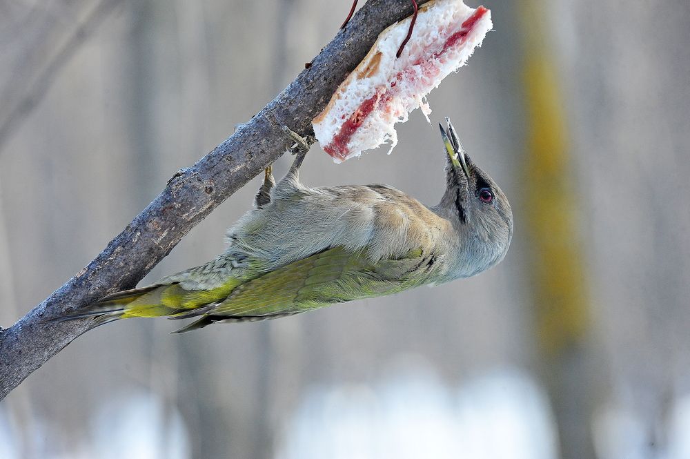 Photograph by Алексей Козлов