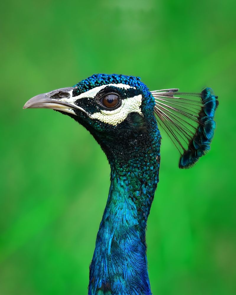 Фотография автора Abhishek Abhilash