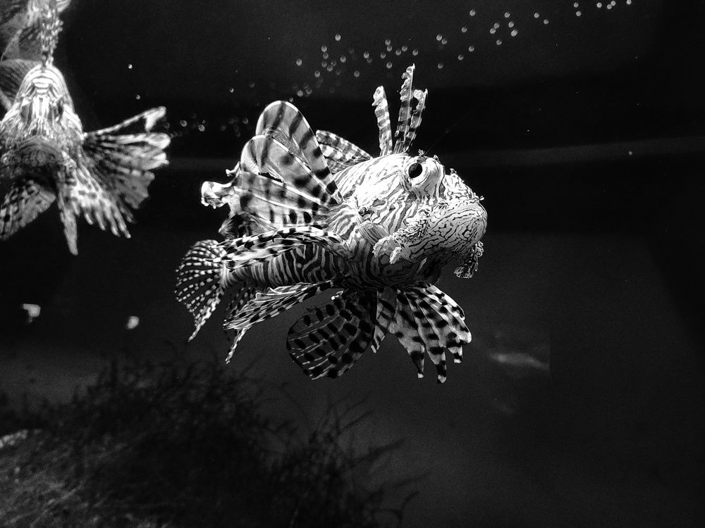 Photograph by Марина Моссий