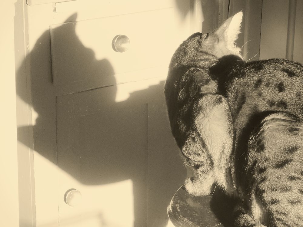 Voices And Other Sounds