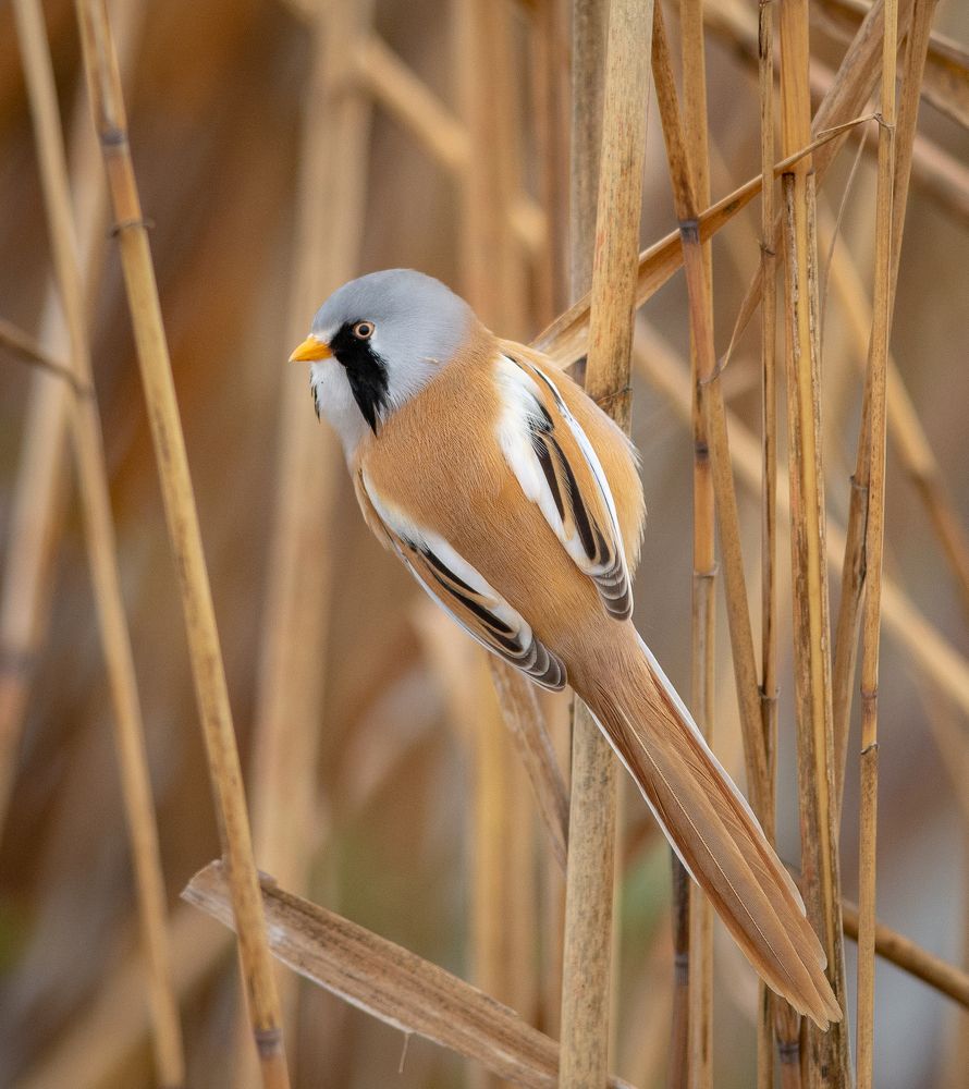 В тростнике