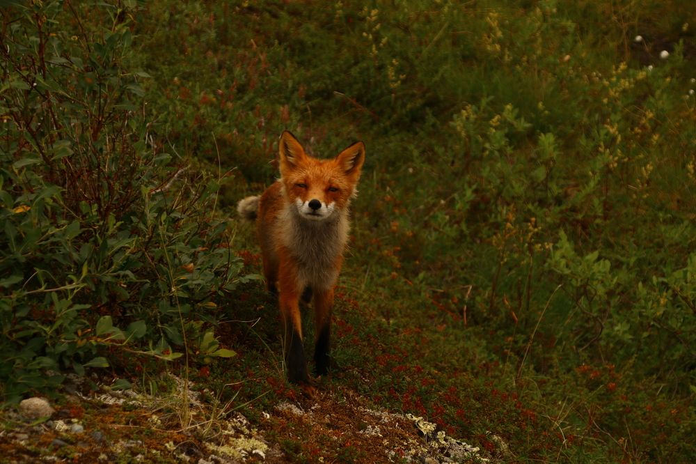 Photograph by Никита Серебряков