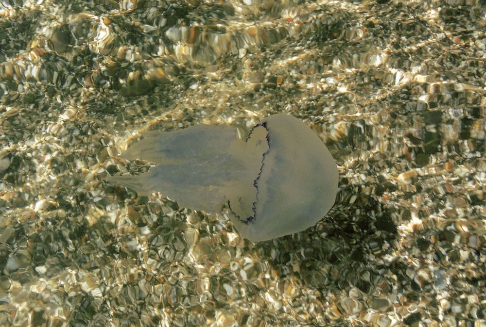 Photograph by Алла Бойко