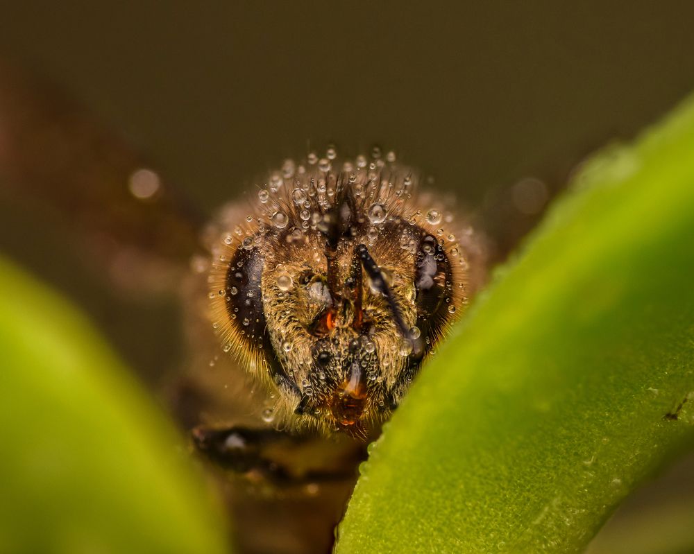 Photograph by Sanjay Maharjan