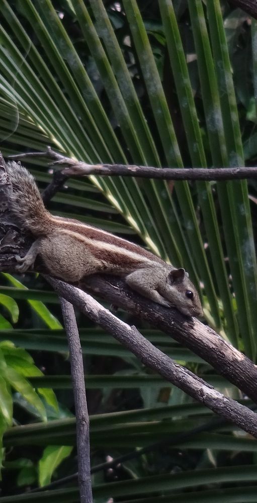 A TINY SQUIRREL in mornings makes your day !.