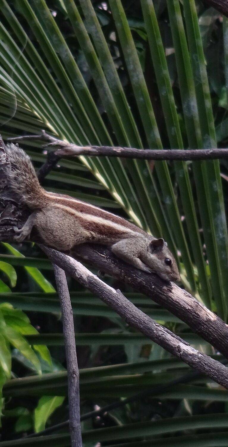 A TINY SQUIRREL in mornings makes your day !.