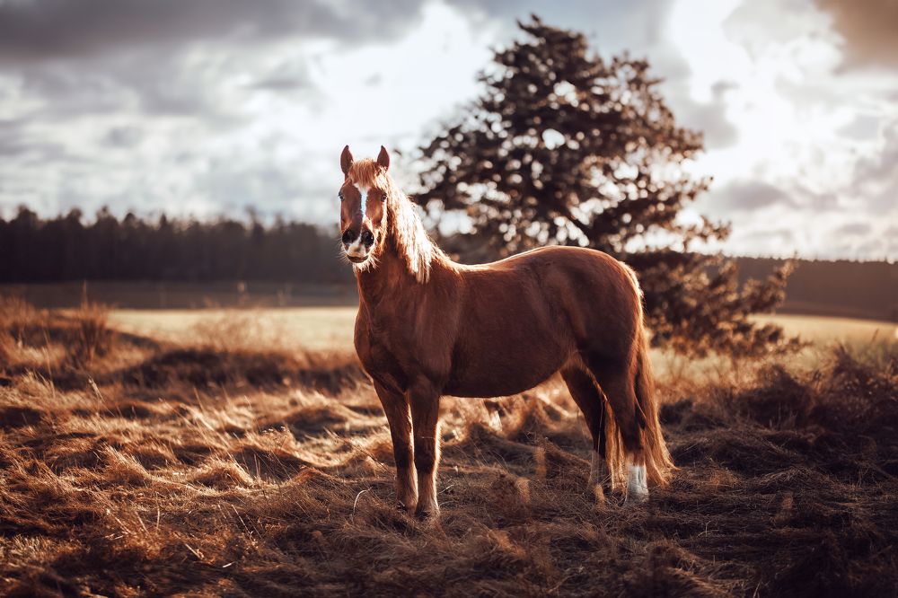 Photograph by Veronika Martinková