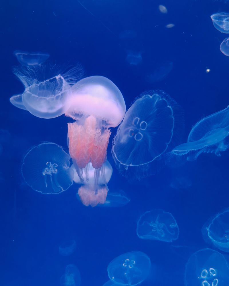 Photograph by Mohamed Larbi Larouk