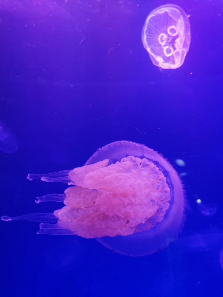 Photograph by Mohamed Larbi Larouk