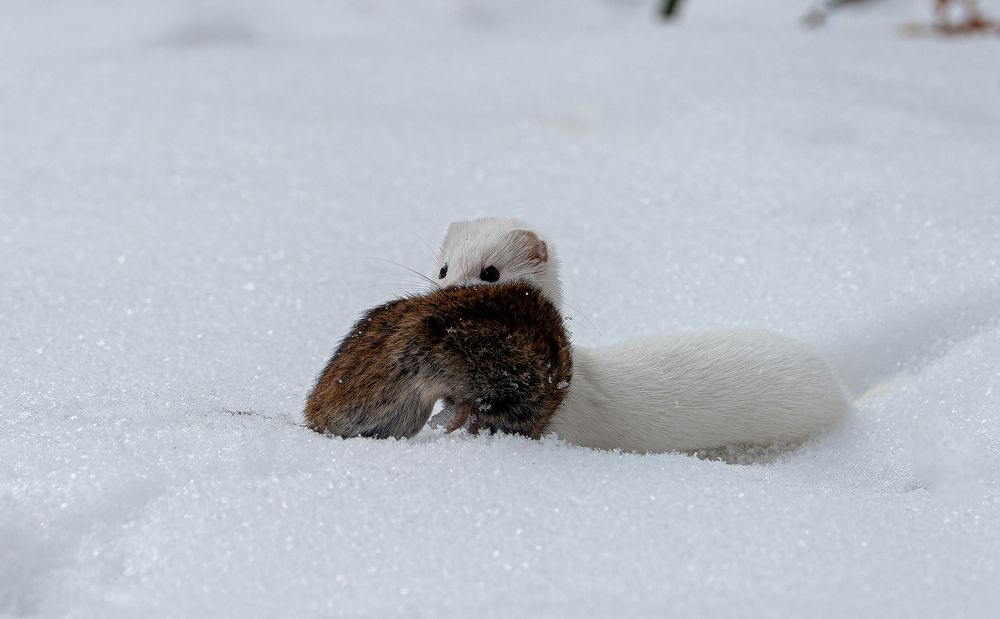 После охоты.