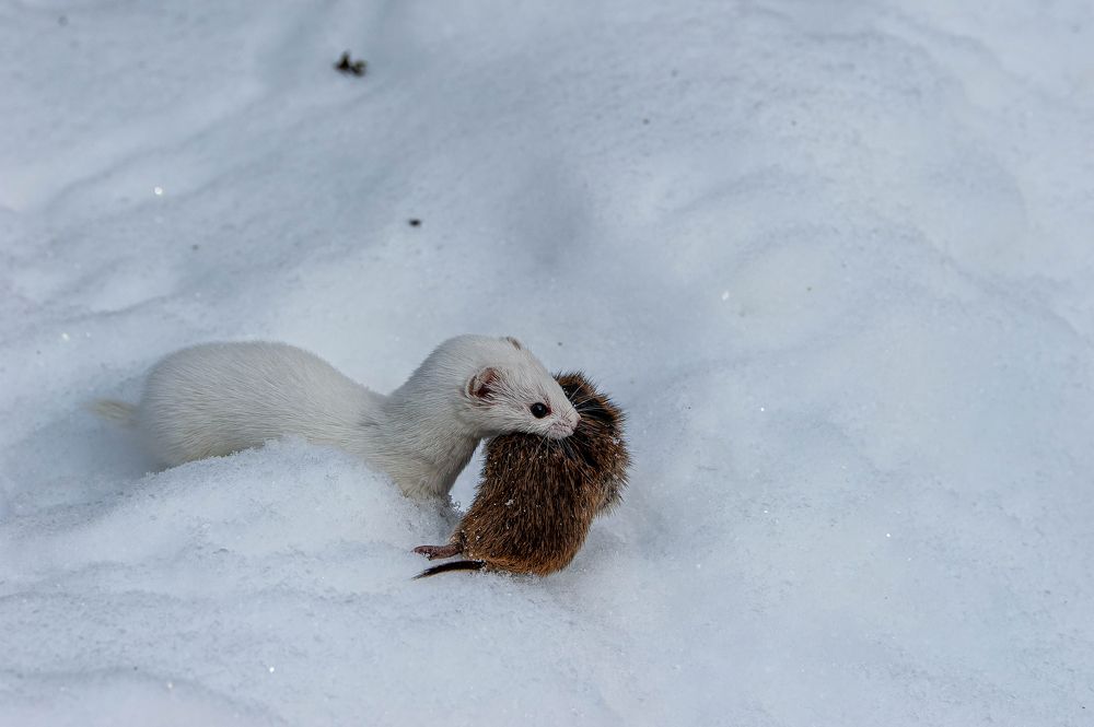 После охоты.