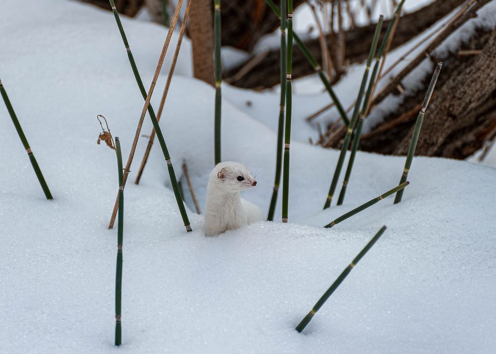 Белое маленькое животное.