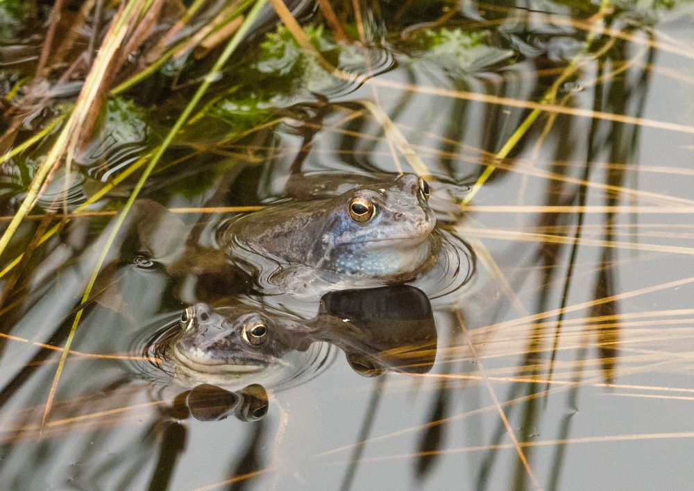 Голубые лягушки