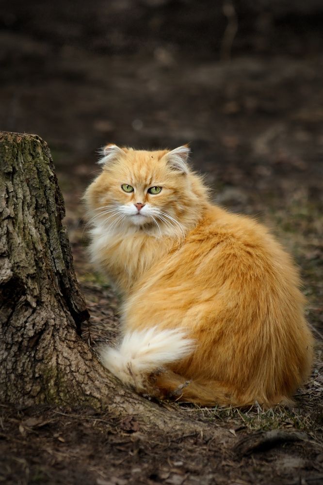 Photograph by Татьяна Бравая