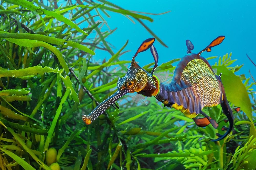 Sea dragon