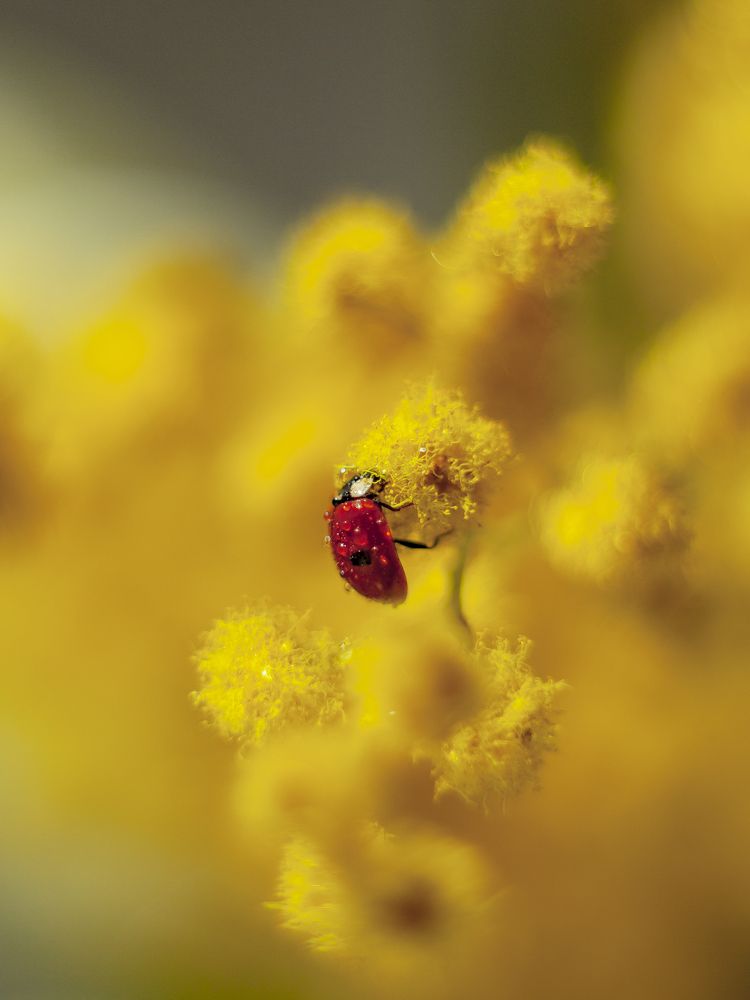 Photograph by Ольга Резникова