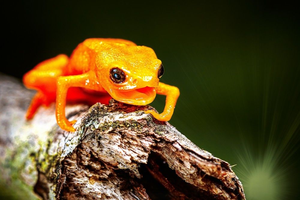 Photograph by Mauro Regalado Soares