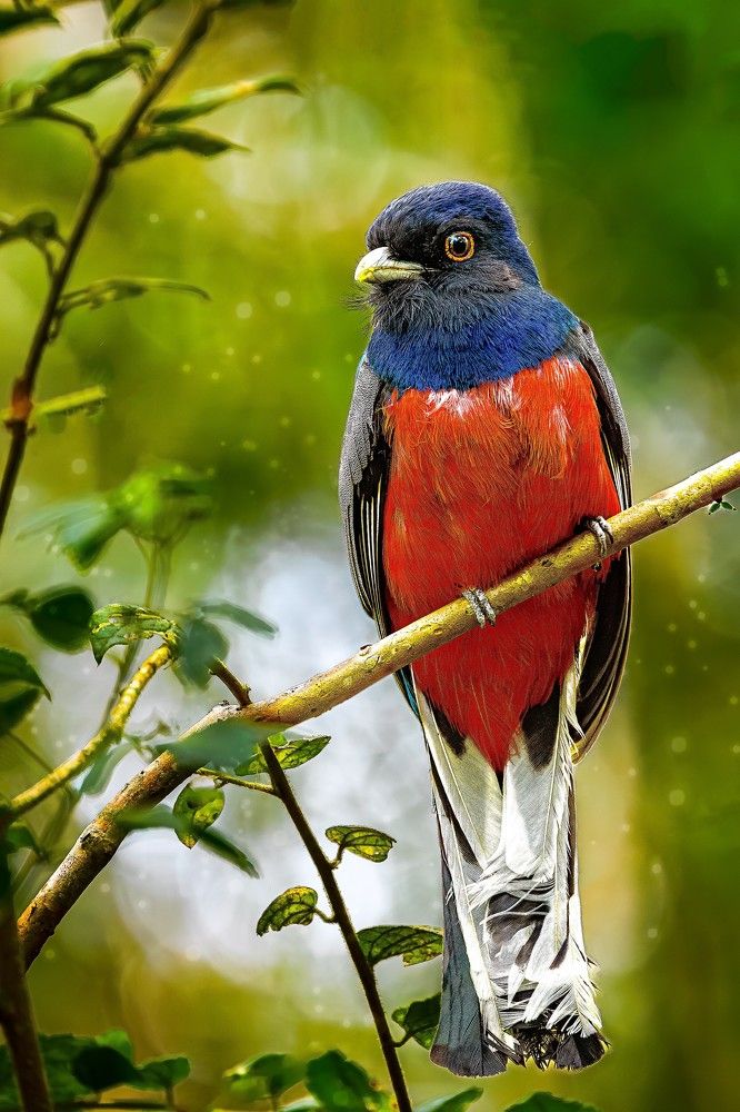 Photograph by Mauro Regalado Soares