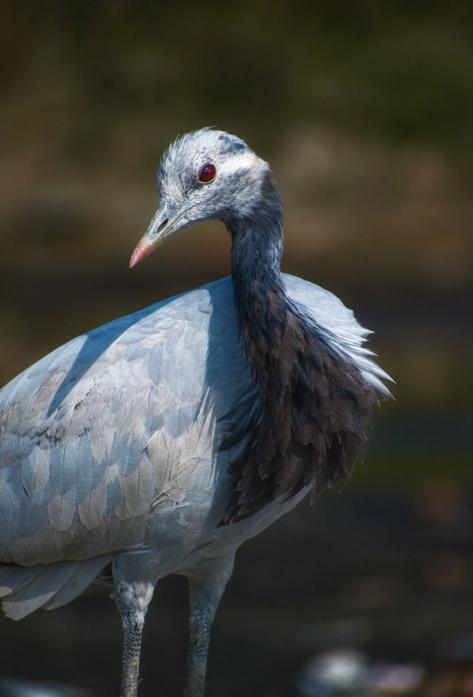 Photograph by Sudip Biswas