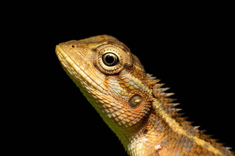 Photograph by Tharindu Gunarathna