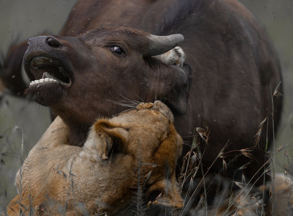 Photograph by Silvia Ribeiro