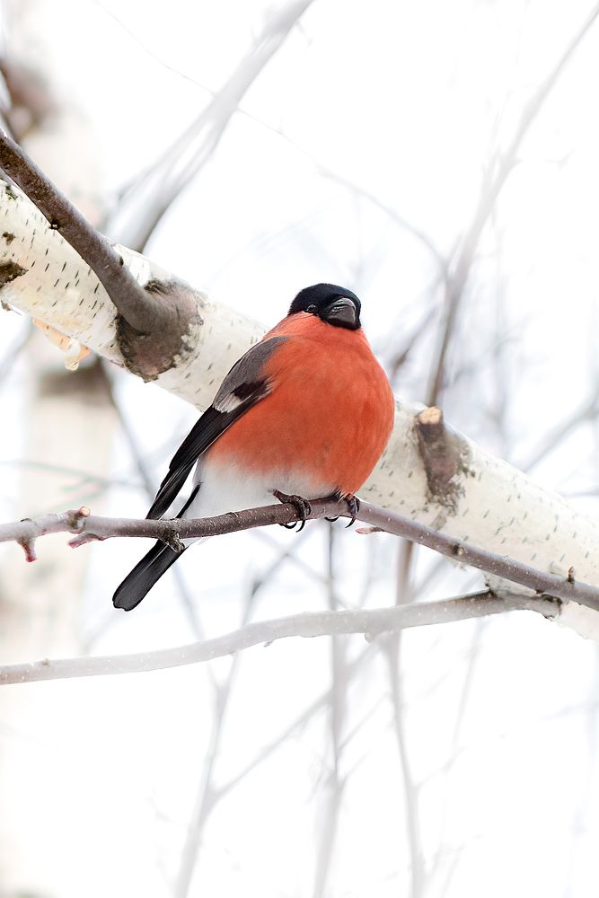 Photograph by Александр Соловьев