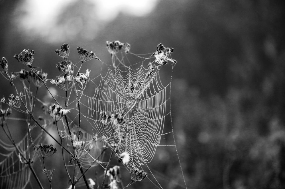 Photograph by Светлана Солдатченкова