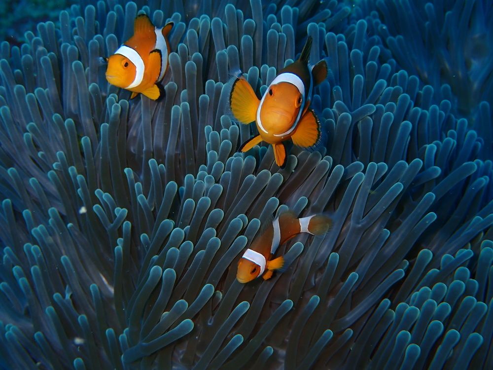 Photograph by Pierluigi Peis