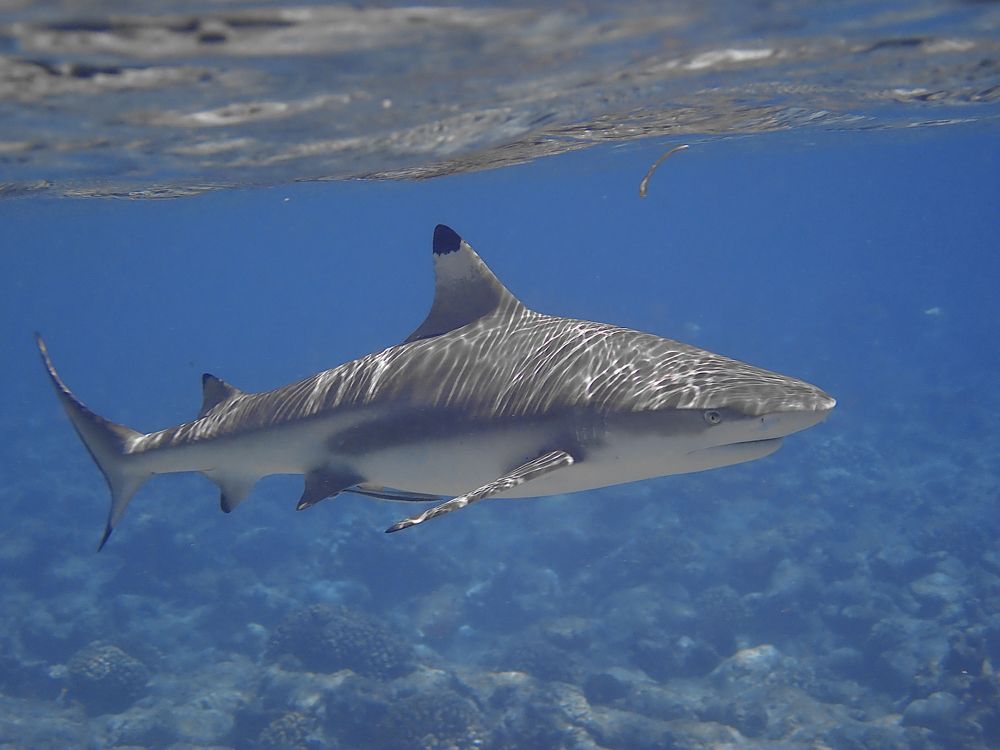 Photograph by Pierluigi Peis