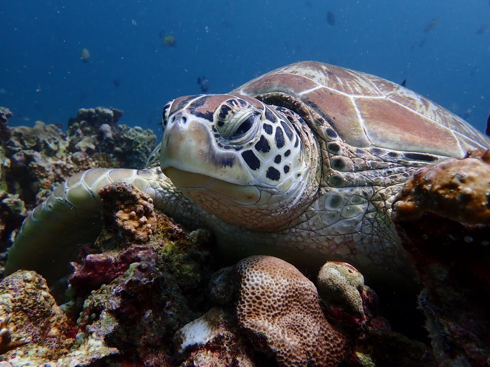 Photograph by Pierluigi Peis