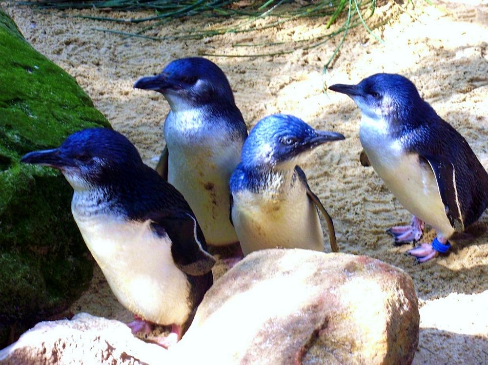 Australian little penguins