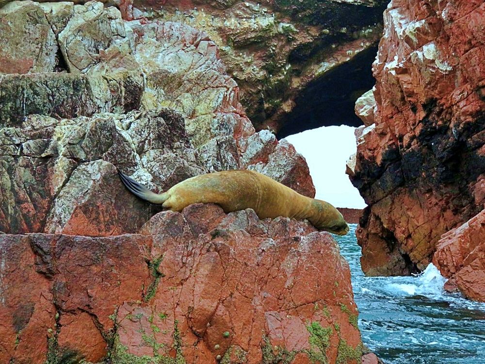 Seal on the rocks