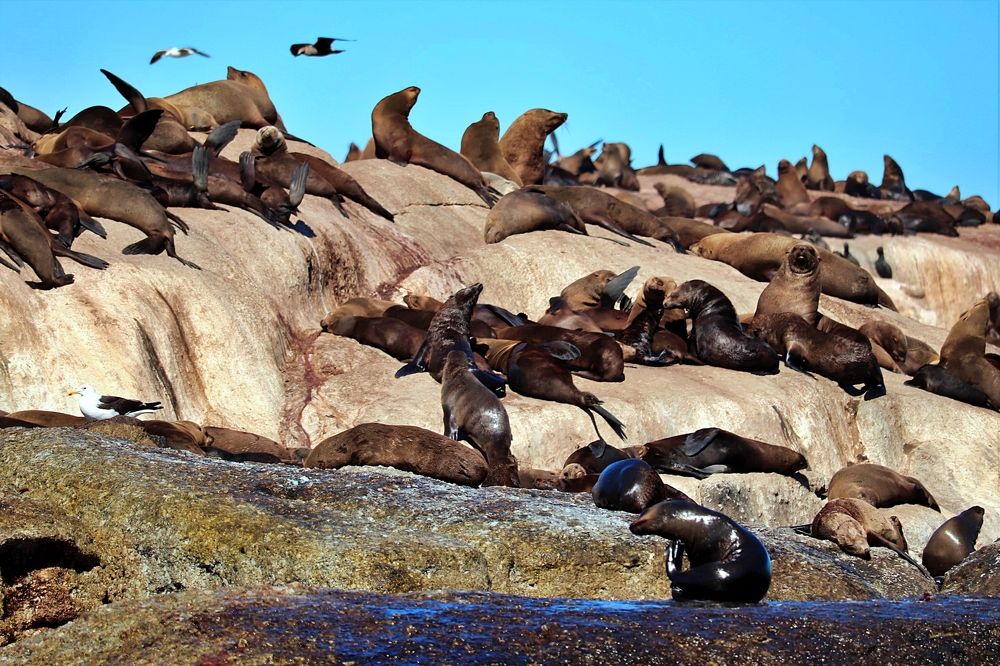 Sea lions
