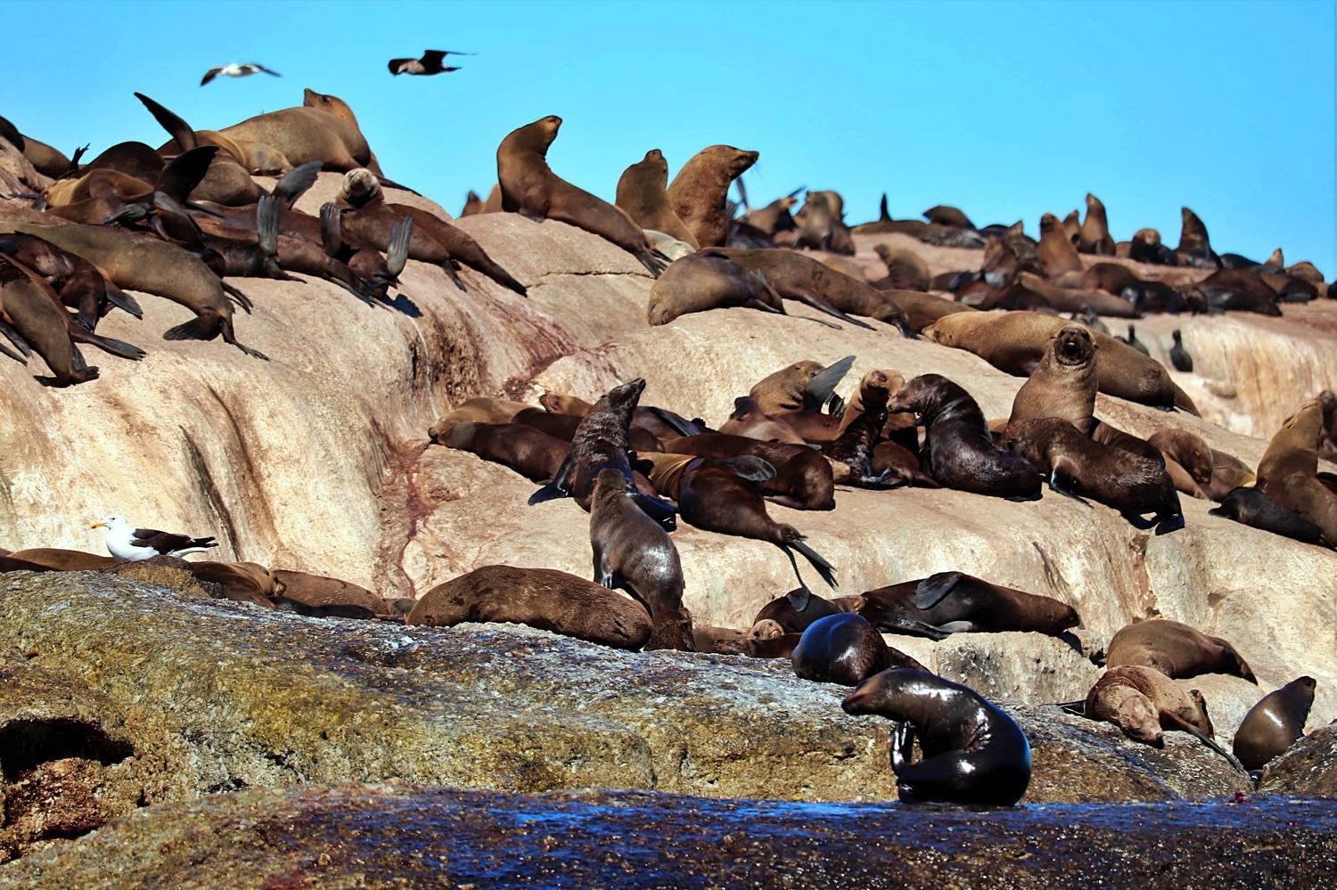 Sea lions