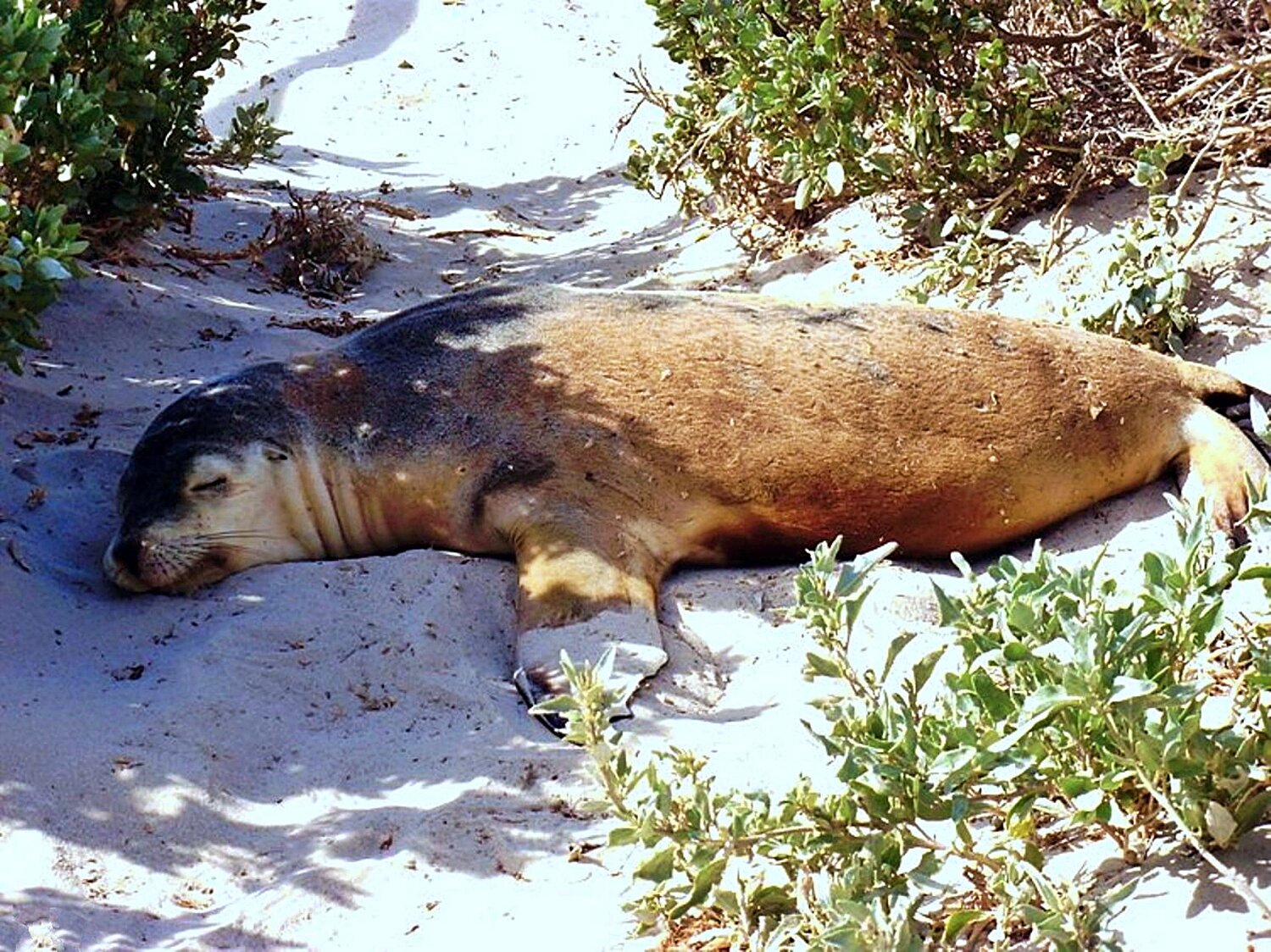 Seal sleeping