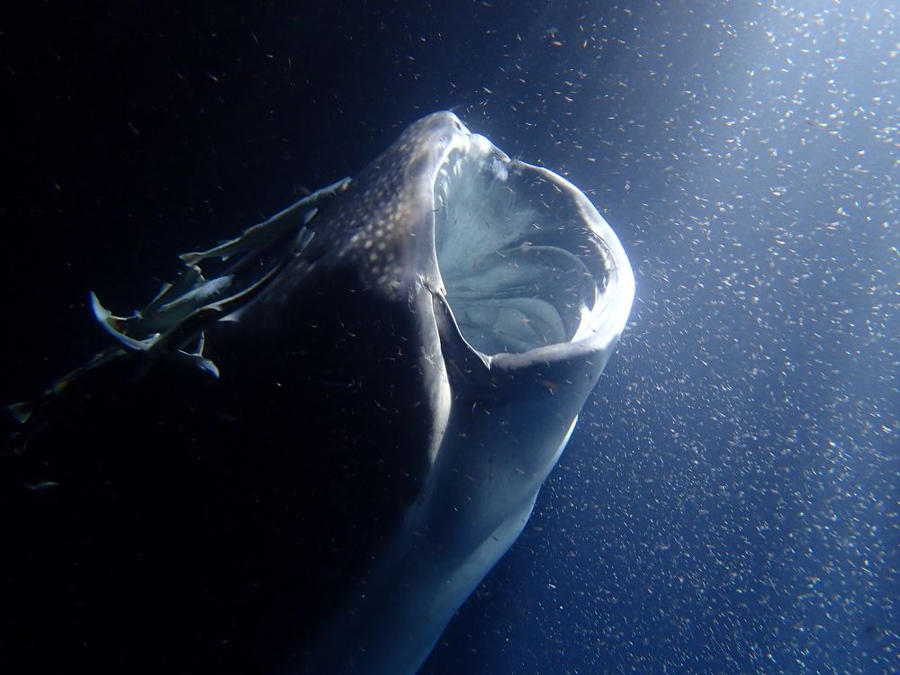 Photograph by Pierluigi Peis