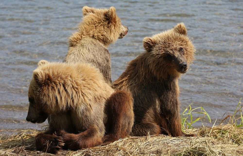 Photograph by Диана Жагрина