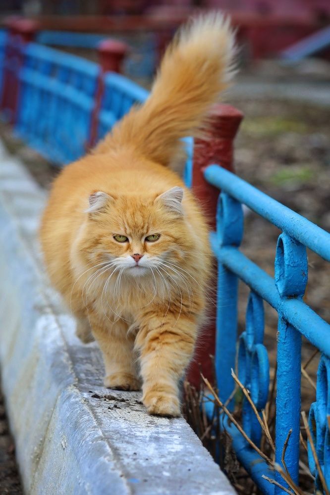 Photograph by Татьяна Бравая