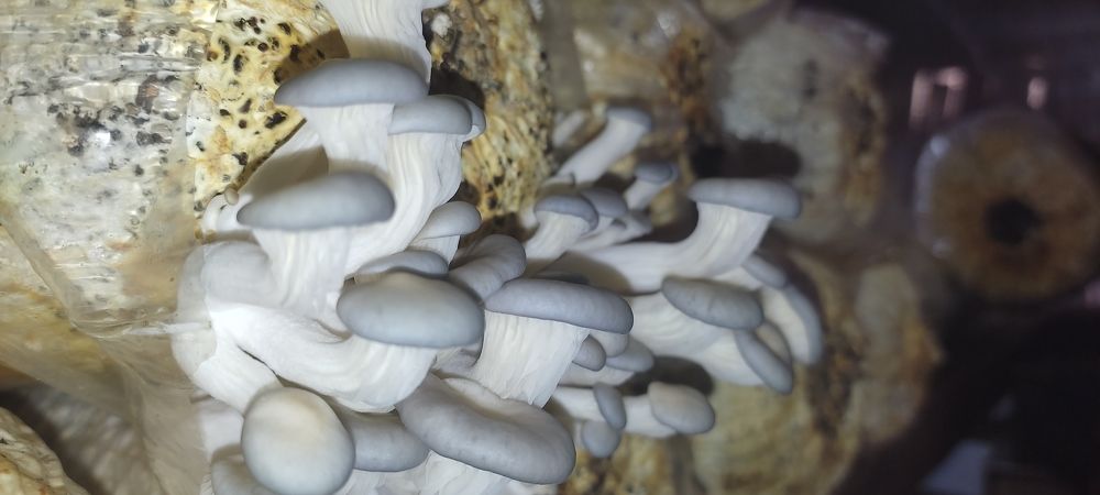 Фотография автора serubogo vicentes