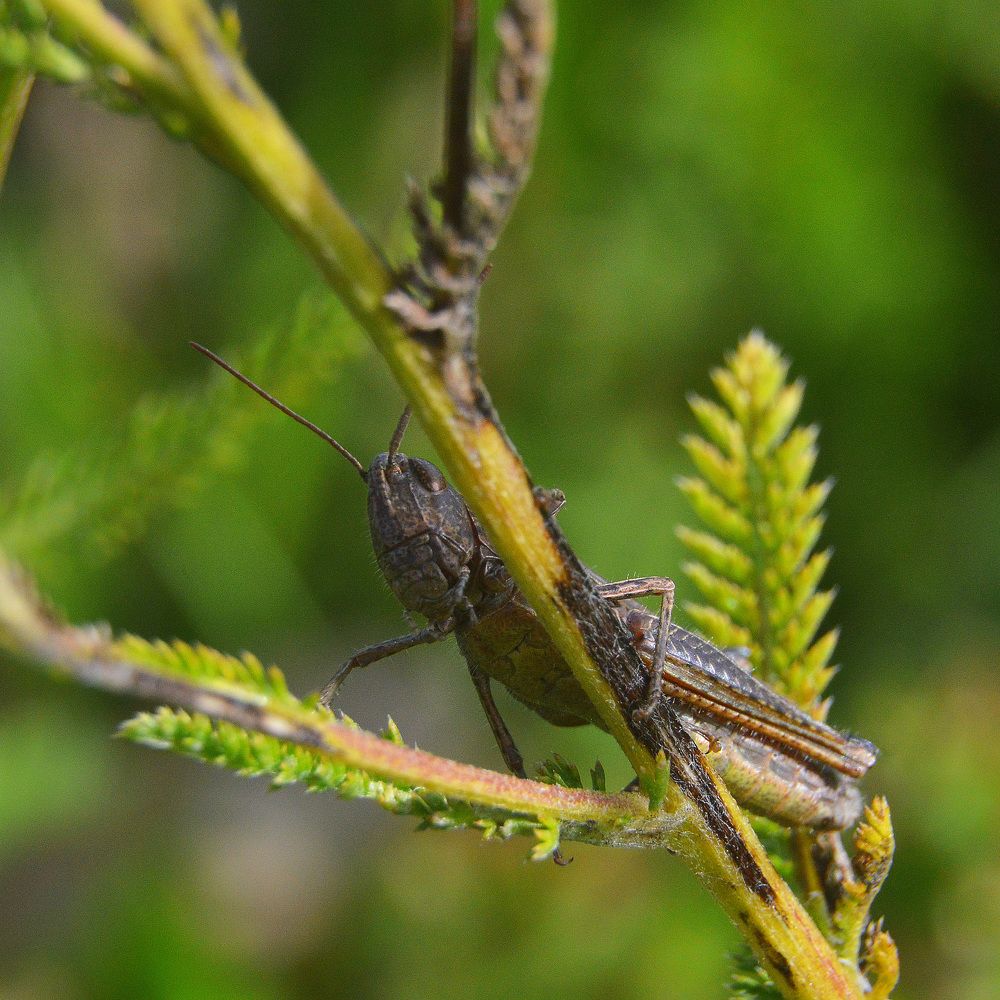 Игра в прятки.