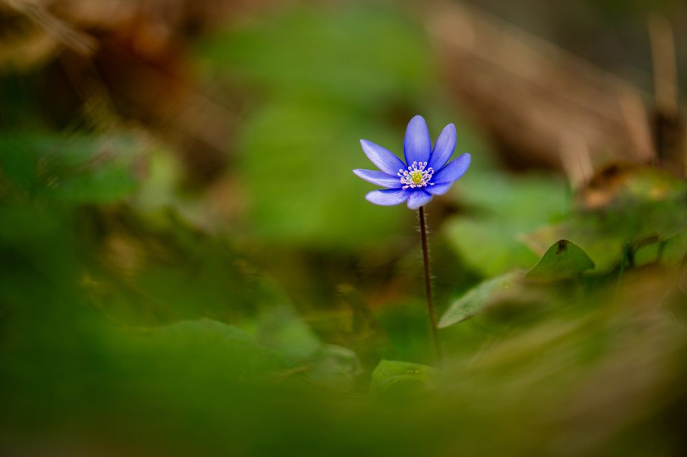 Фотография автора Martin Koudelka