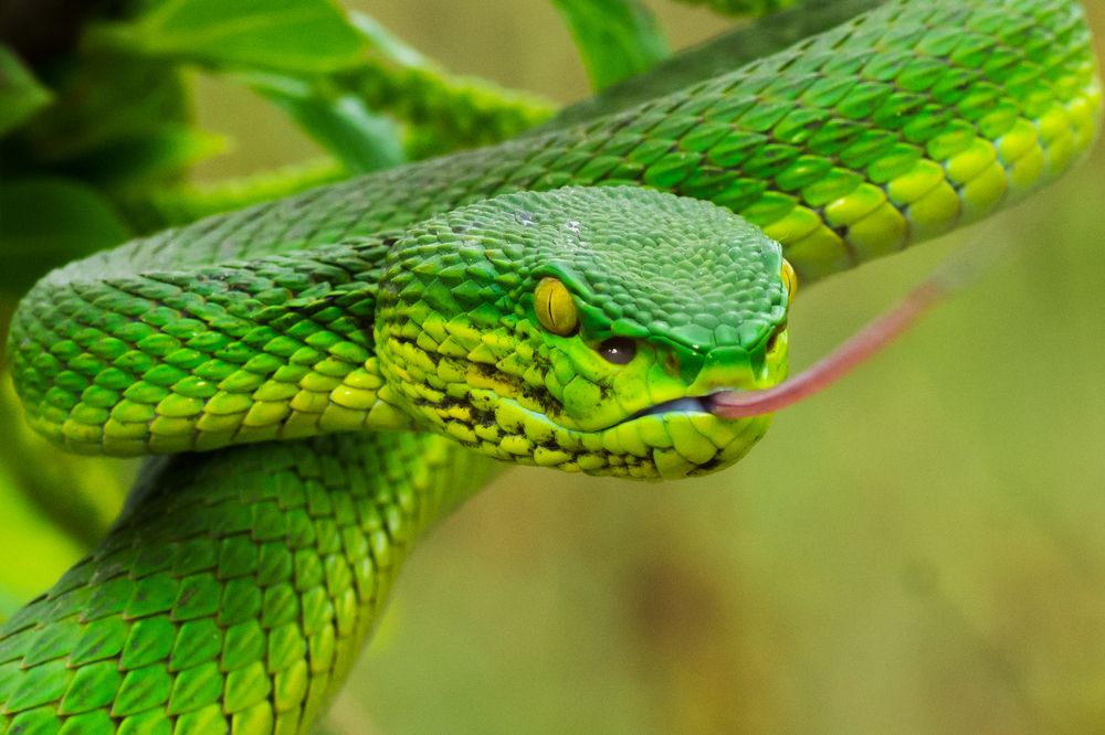 Photograph by Pinak Paul